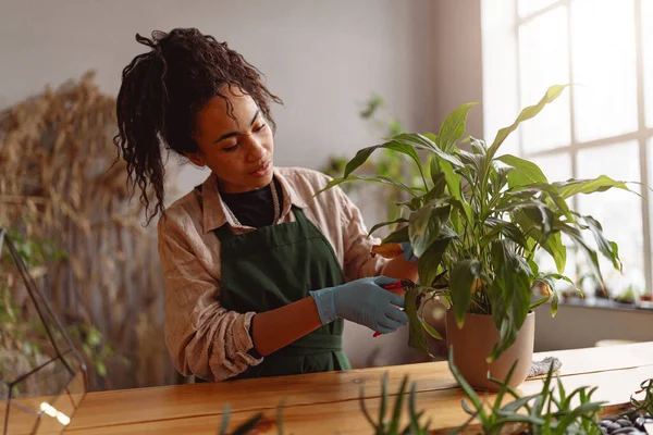 Woman Gardener Taking Care Plant Flowerpot Floral Studio High Quality — Stok Foto