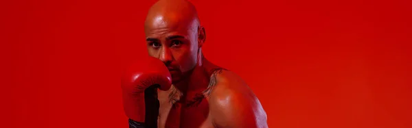 ボクシングの手袋を身に着けている男は カラーフィルターとスタジオの背景で戦うために練習 — ストック写真