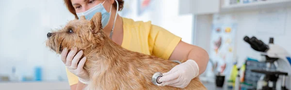 Kvinna Veterinär Som Utför Läkarundersökning Söt Norwich Terrier Med Fonendoskop — Stockfoto