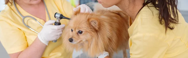 安全手袋を身に着けている熟練した女性獣医師は 獣医事務所で若い看護師の支援を受けて 犬の耳を綿密に調べる — ストック写真