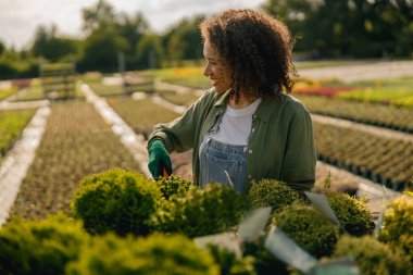 Dişi çiçekçi çiçek nakli yapar ve çiçekçide saksılarla ilgilenir. Yüksek kalite fotoğraf