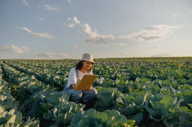 Üniformalı kadın çiftçi hasat zamanı lahana tarlasında çalışıyor. Tarım faaliyetleri