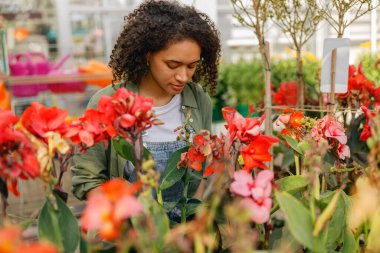 Sera arka planında bitkilerle çalışan profesyonel kadın bahçıvan.