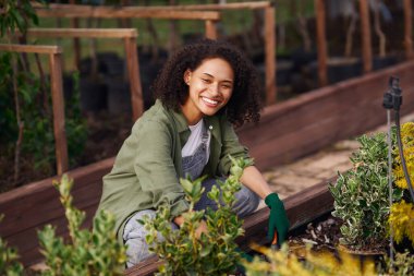Profesyonel kadın bahçe işçisi bitki nakli yapıyor ve botanik dükkanındaki saksılarla ilgileniyor.
