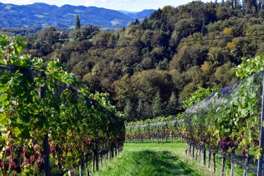 Avusturya, Sulm Vadisi 'nin sarp yamaçlarında bulunan üzüm bağları Styrian şarap rotasında yer alıyor. Tepe manzarası aynı zamanda Avusturya Toskana' sı olarak da bilinir.