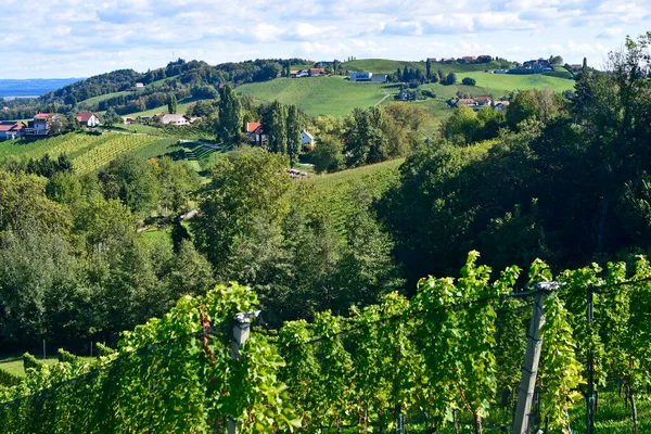 Autriche Vignobles Sur Les Pentes Escarpées Vallée Sulm Situés Sur — Photo