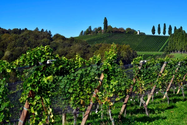 Áustria Vinhas Nas Encostas Íngremes Vale Sulm Localizado Rota Vinho — Fotografia de Stock