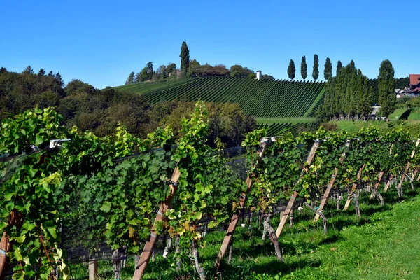 Austria Winnice Stromych Zboczach Doliny Sulm Położonej Styryjskim Szlaku Winiarskim — Zdjęcie stockowe