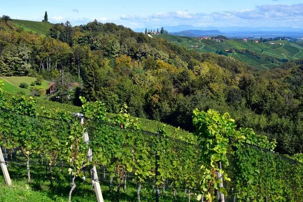 Rakousko Vinice Strmých Svazích Sulm Valley Nachází Štýrské Vinařské Trase — Stock fotografie