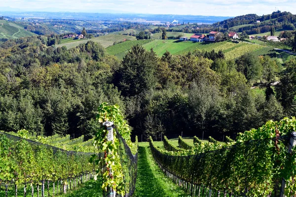 奥地利的葡萄园座落在苏姆谷陡峭的山坡上 坐落在史黛安葡萄酒的路线上 丘陵地带也被称为奥地利托斯卡纳 Tuscany 是抵御鸟类破坏的保护网 — 图库照片