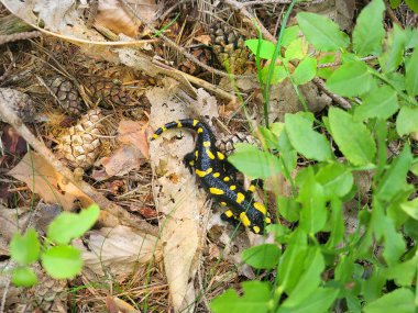 Avusturya, orman zemininde yangın semenderi