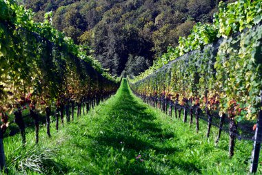 Avusturya, Slovenya sınırına yakın Styrian şarap rotasında yer alan Sulm Vadisi 'nin dik yamaçlarındaki üzüm bağları, dağlık bölge Avusturya' nın Toskana 'sı olarak da bilinir. 