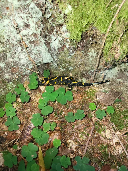 Austria Fire Salamander Forest Floor — Stock Photo, Image