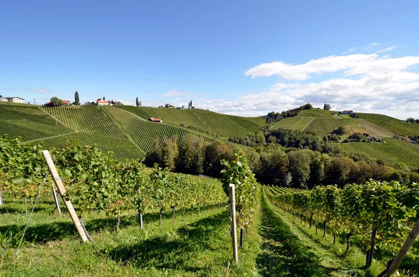 Rakousko Vinice Strmých Svazích Údolí Sulm Nachází Štýrské Vinařské Stezce — Stock fotografie