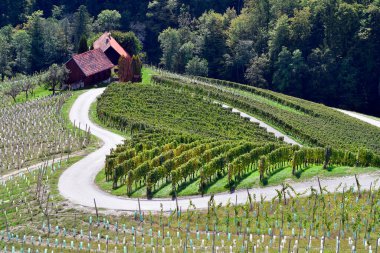 Slovenya, üzüm bağlarıyla manzara ve Avusturya-Slovenya sınırında popüler bir yer olan sözde Herzerlstrasse