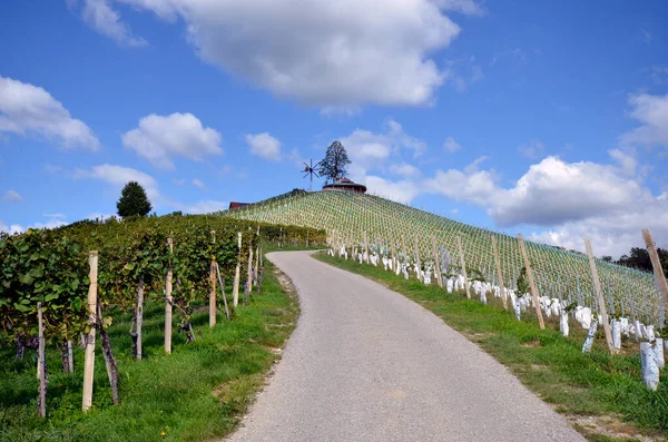 Herzerlstrasse 불리는 포도밭 슬로베니아의 오스트리아 슬로베니아 국경에 목적지 사이에 Herzerlstrasse — 스톡 사진