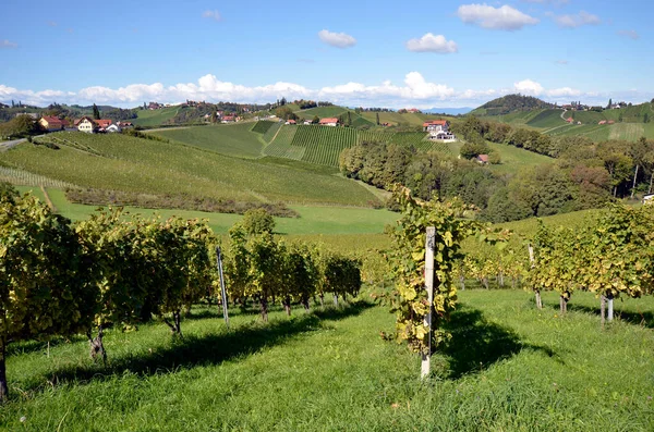 Autriche Vignobles Sur Les Pentes Escarpées Vallée Sulz Situés Sur — Photo
