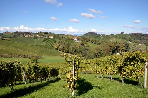 Austria Winnice Stromych Zboczach Doliny Sulz Położone Styryjskiej Trasie Wina — Zdjęcie stockowe