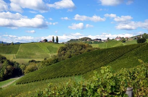 Slovénie Paysage Avec Vignobles Sur Soi Disant Herzerlstrasse Une Destination — Photo