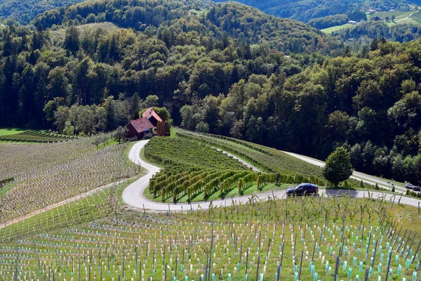 スロベニア ブドウ畑といわゆるHerzerlstrasseの風景 オーストリアとスロベニアの国境の人気のある目的地 — ストック写真