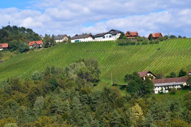 Avusturya, ziraat, asmalar yamaçlara dizilmiş, Kitzeck im Sausal Avusturya 'nın en yüksek şarap yetiştiren bölgesidir.