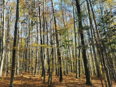 Avusturya, sonbaharda yaprak döken orman UNESCO Wienerwald biyosferinde solmuş yapraklarla