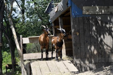 Avusturya, Reisenberg köyündeki küçük bir çevreleyen Yunan dağ keçileri, yabani otları temizlemek için peyzaj düzenlemek için kullanılıyor.