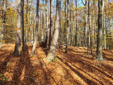 Avusturya, sonbaharda yaprak döken orman UNESCO Wienerwald biyosferinde solmuş yapraklarla