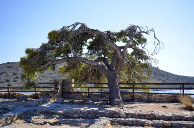 Greece, Crete, Pine tree deformed by the storm in the old venetian fortress of Spinalonga, until 1957 used as a leper station, now a popular tourist destination