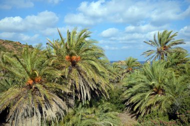 Yunanistan, Vai plajı adanın en kuzeydoğusunda kumlu plajları olan pek çok palmiye ağacı yüzünden popüler ama korunması zor bir bölge.