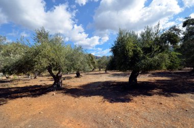 Yunanistan, Gonies yakınlarında zeytin ağaçları ile tarla