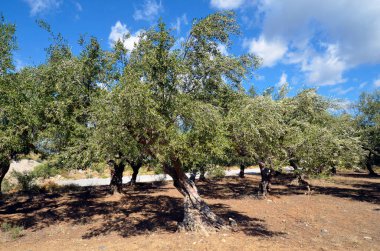 Yunanistan, Gonies yakınlarında zeytin ağaçları ile tarla