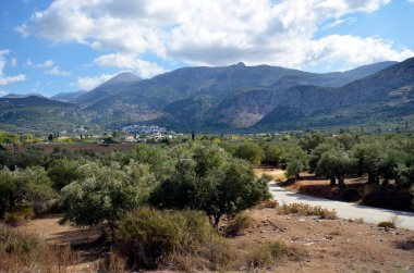 Yunanistan ve Gounies 'de zeytin ağaçları olan tarım manzarası