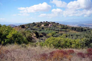 Yunanistan ve zeytin ağaçları ve şapel tarlalarıyla manzara
