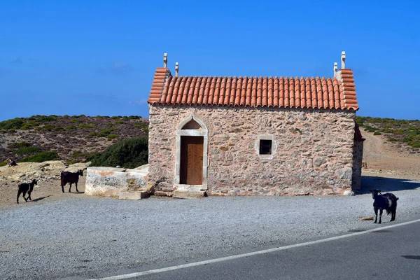 Grèce Chèvres Petite Chapelle Sur Route Entre Vai Sitia Près — Photo