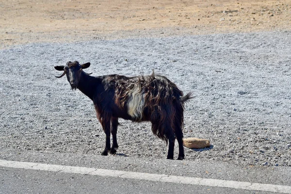 Greece Goat Long Haired Fur Parking Space Road Vai Sitia — Stock Photo, Image