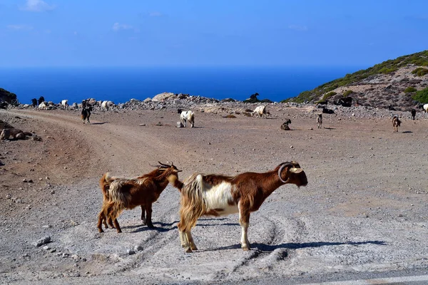 Grèce Chèvre Poils Longs Sur Espace Stationnement Sur Route Entre — Photo