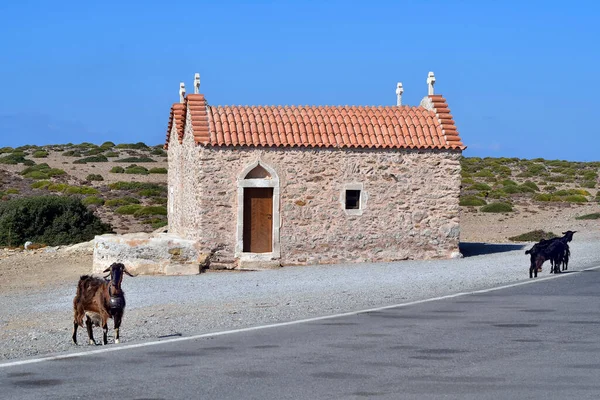 Greece Goats Tiny Chapel Road Vai Sitia Monastery Toplou Located — Stock Photo, Image