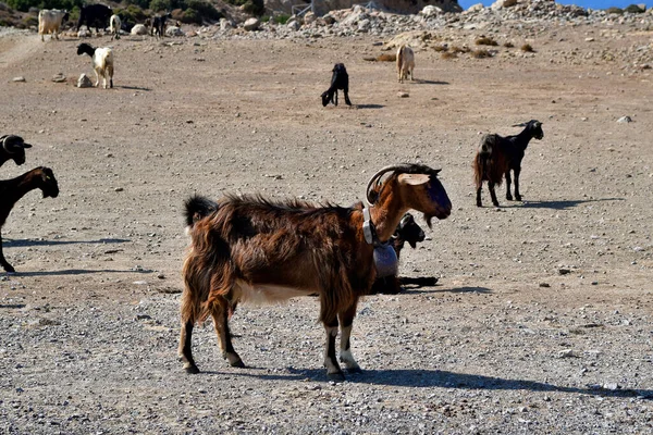 Grèce Chèvre Poils Longs Sur Place Parking Sur Route Entre — Photo