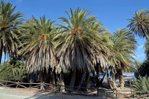 그리스의 2022 북동쪽 모래사장 야자나무때문에 인기가 있지만 보호받기 어렵다 — 스톡 사진