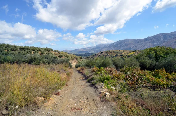 Grekland Oasfalterad Landsväg Mellan Vingårdar Och Olivträd Vid Gounies — Stockfoto