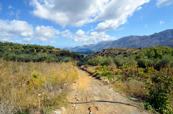 Grecia Camino Rural Sin Pavimentar Entre Viñedos Olivos Gounies —  Fotos de Stock