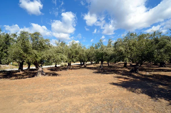 Grecia Campo Con Olivos Cerca Gonies — Foto de Stock