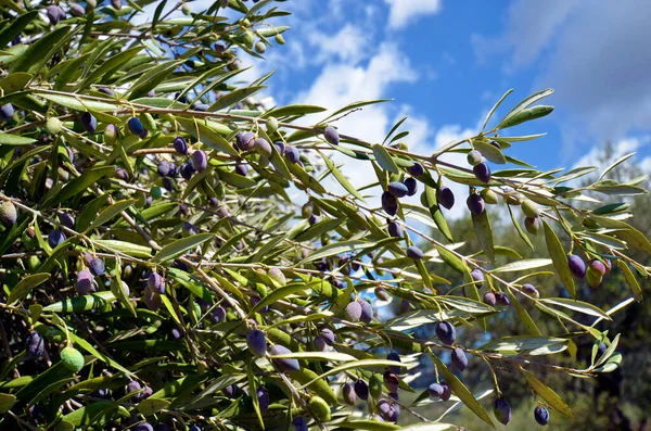 Griechenland Reife Oliven Auf Einem Zweig Des Olivenbaums — Stockfoto