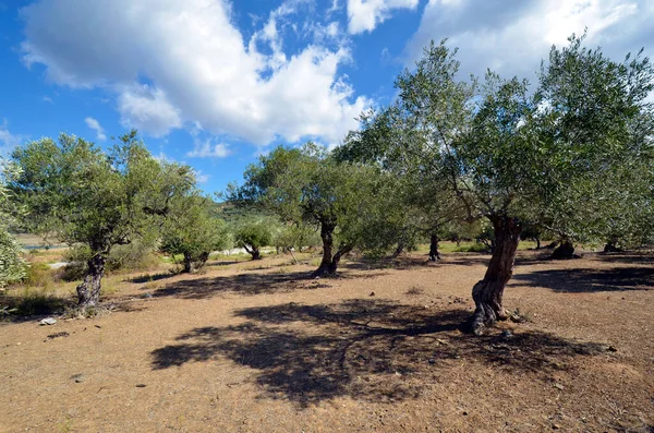 Grecia Campo Con Olivos Cerca Gonies — Foto de Stock