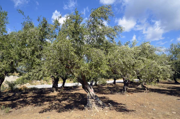 Yunanistan, Gonies yakınlarında zeytin ağaçları ile tarla
