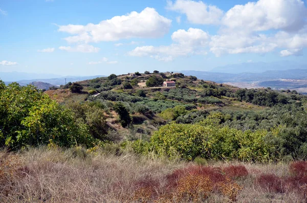 Yunanistan Zeytin Ağaçları Şapel Tarlalarıyla Manzara — Stok fotoğraf