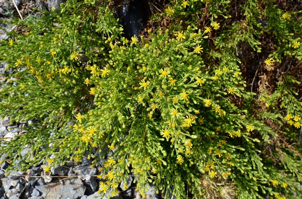 가짜노란 False Yellowhead 라고도 알려진 Dittrichia Viscosa — 스톡 사진