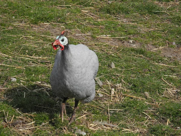 Sisak Guinea Fowl Egyfajta Baromfi — Stock Fotó