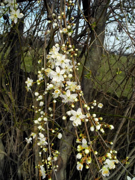 Blühender Zweig Einer Schlehe Blumen Und Beeren Können Verwendet Werden — Stockfoto